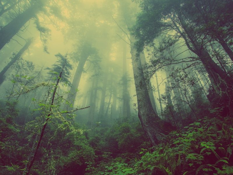 landscape-tree-nature-forest-plant-fog-686646-pxhere.com